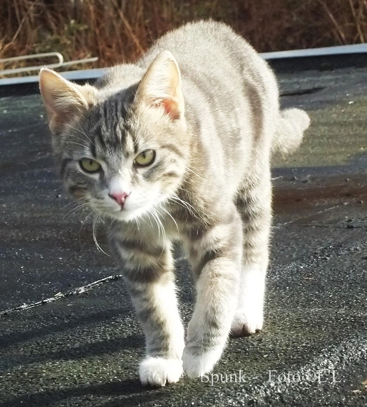 Blanding af racer Bølle. billede 17