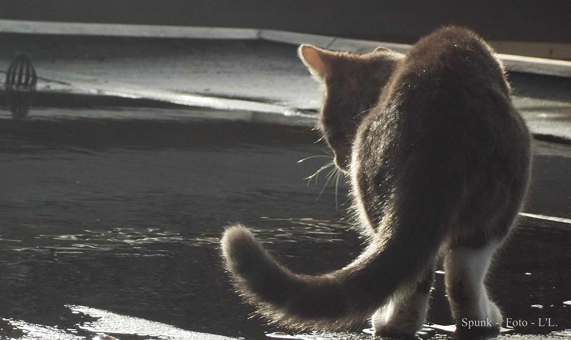 Blanding af racer Bølle. billede 18