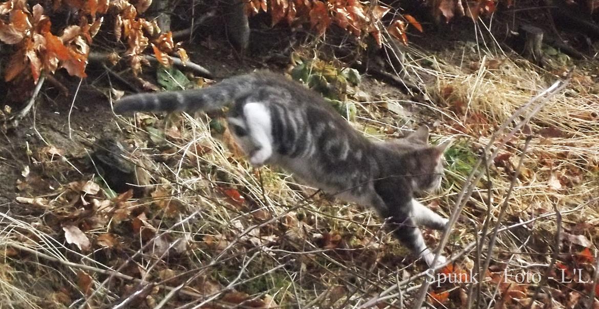 Blanding af racer Bølle. billede 19