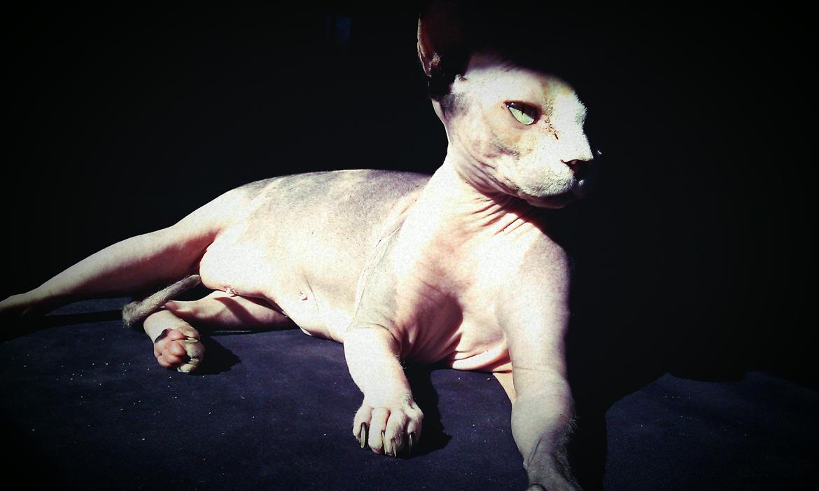 Sphynx Lara Croft billede 6
