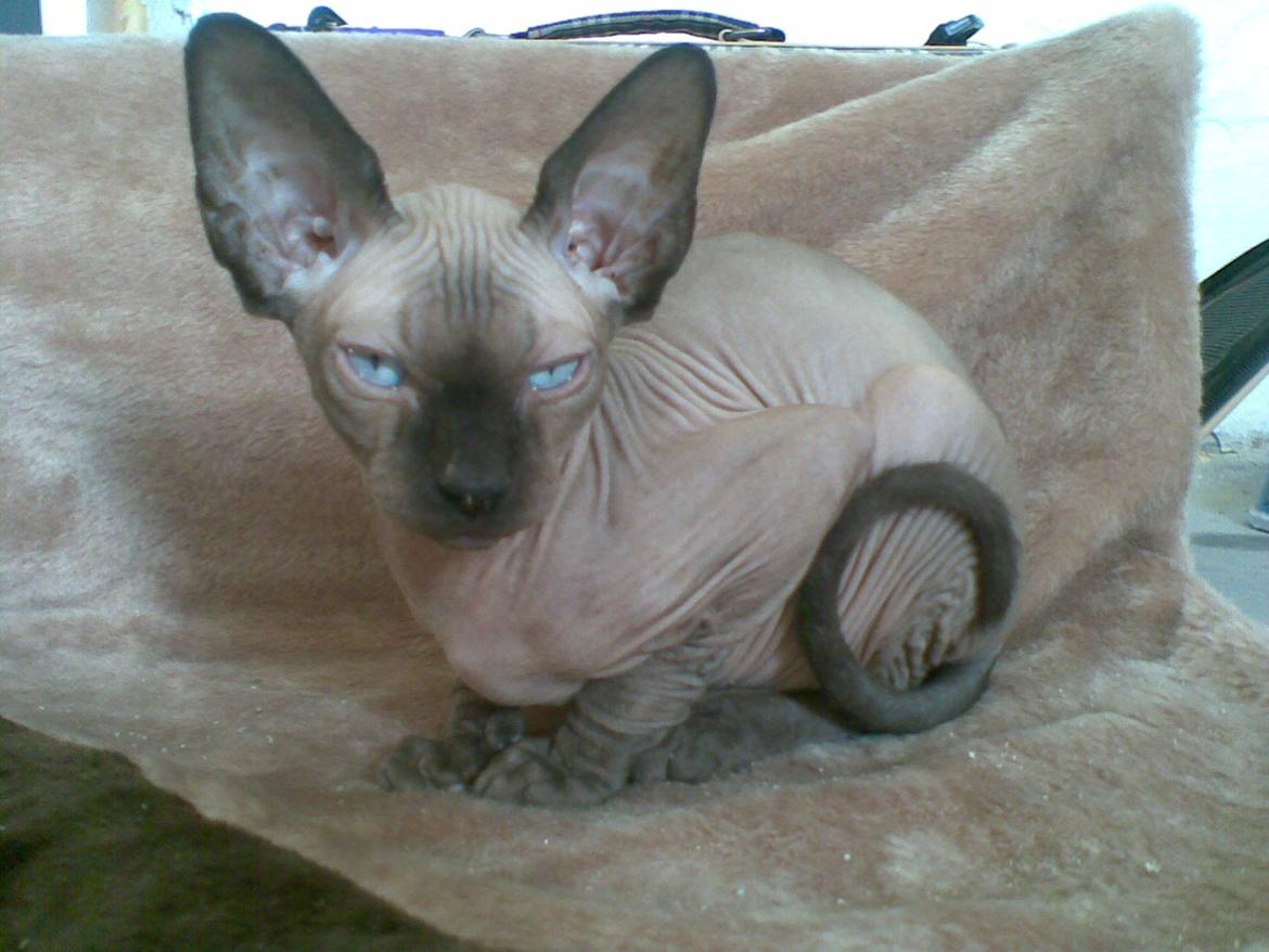 Sphynx Mr. Hyde billede 8