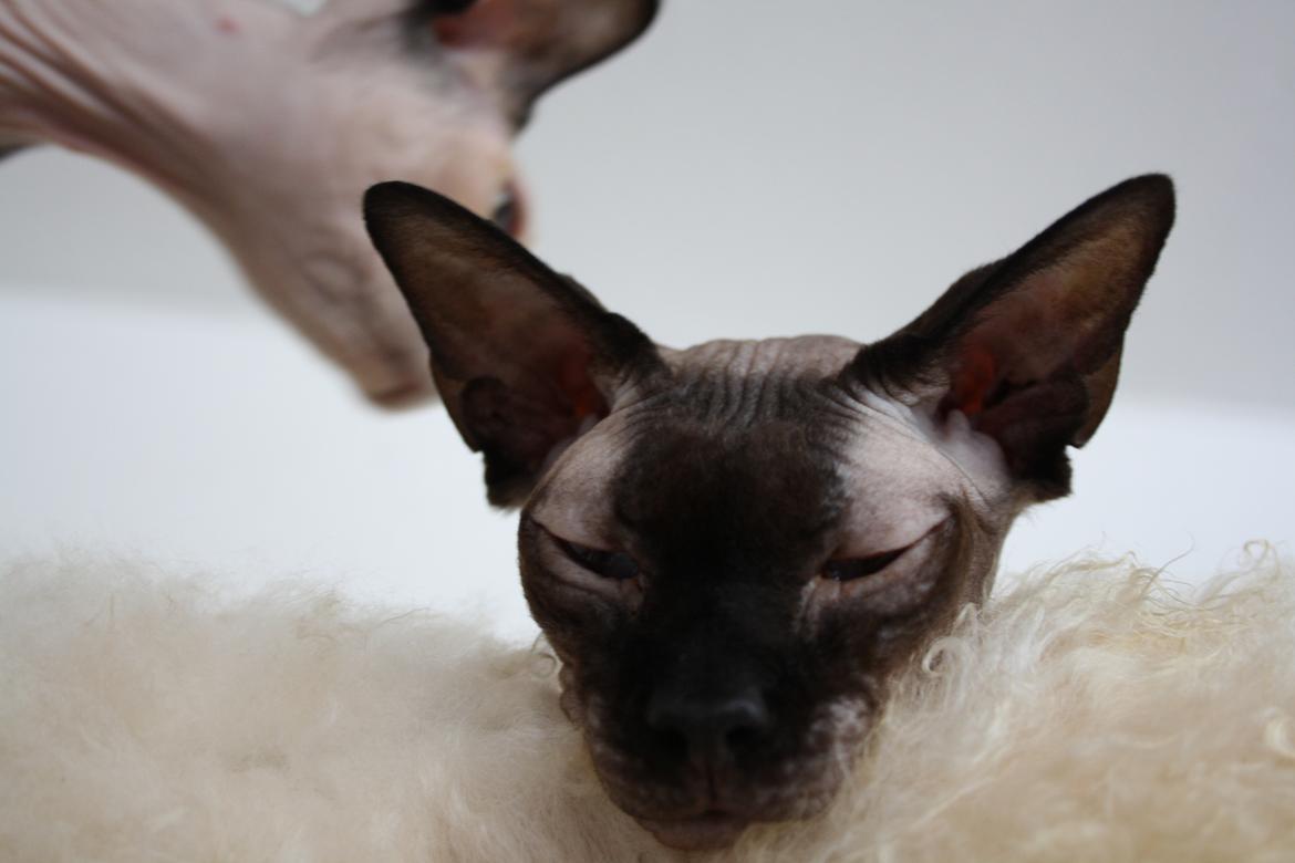 Sphynx Mr. Hyde billede 14