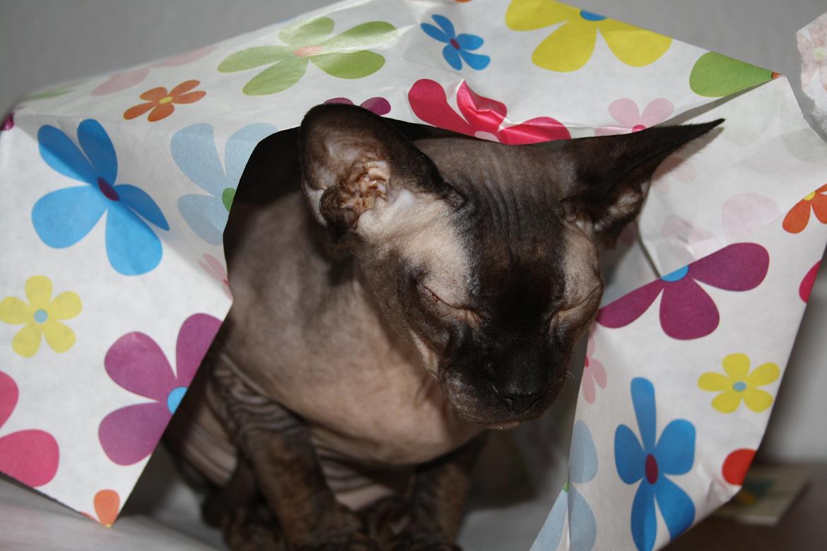 Sphynx Mr. Hyde - Fødselsdags Hyde :) billede 15