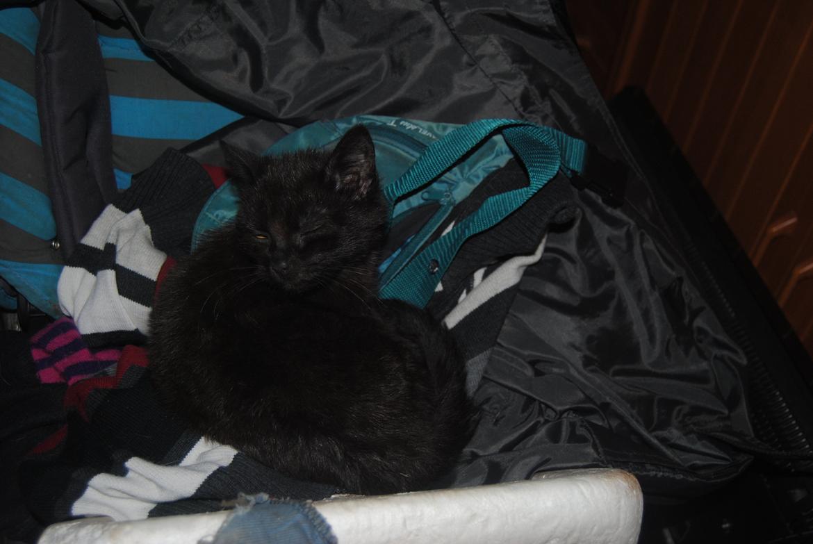 Huskat Niam billede 5