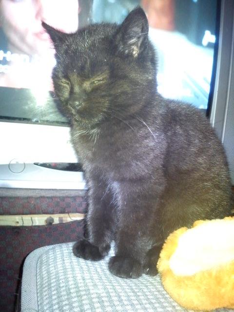 Huskat Niam billede 6