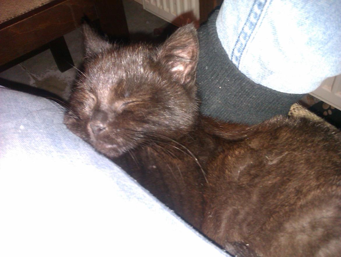 Huskat Niam billede 7