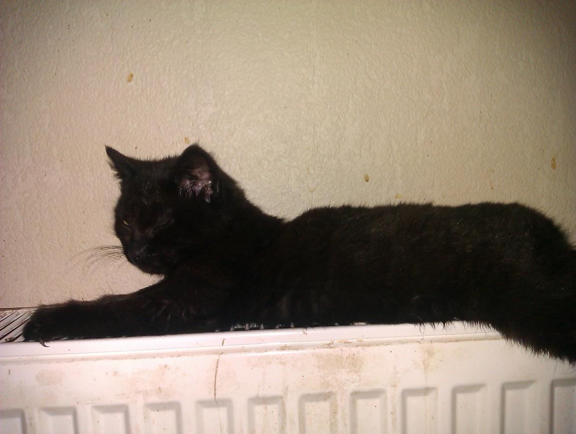 Huskat Niam billede 8