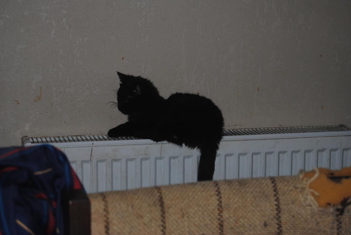 Huskat Niam billede 9