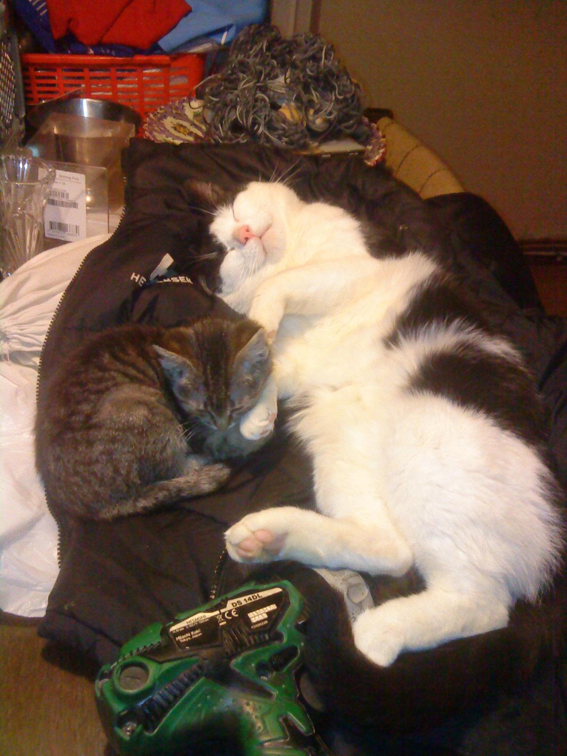 Huskat Trille billede 1