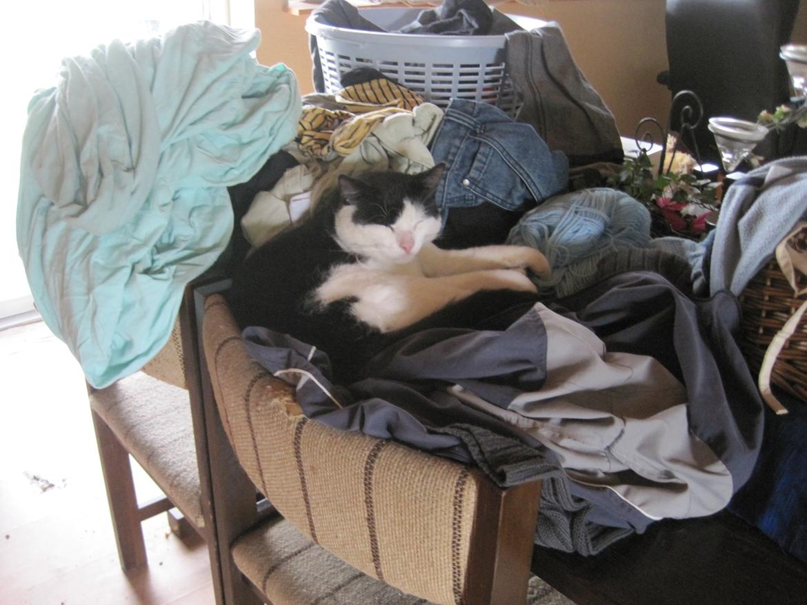 Huskat Trille billede 2