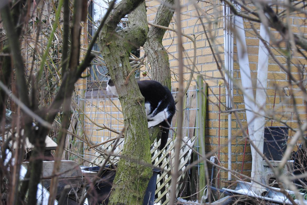 Huskat Trille billede 3