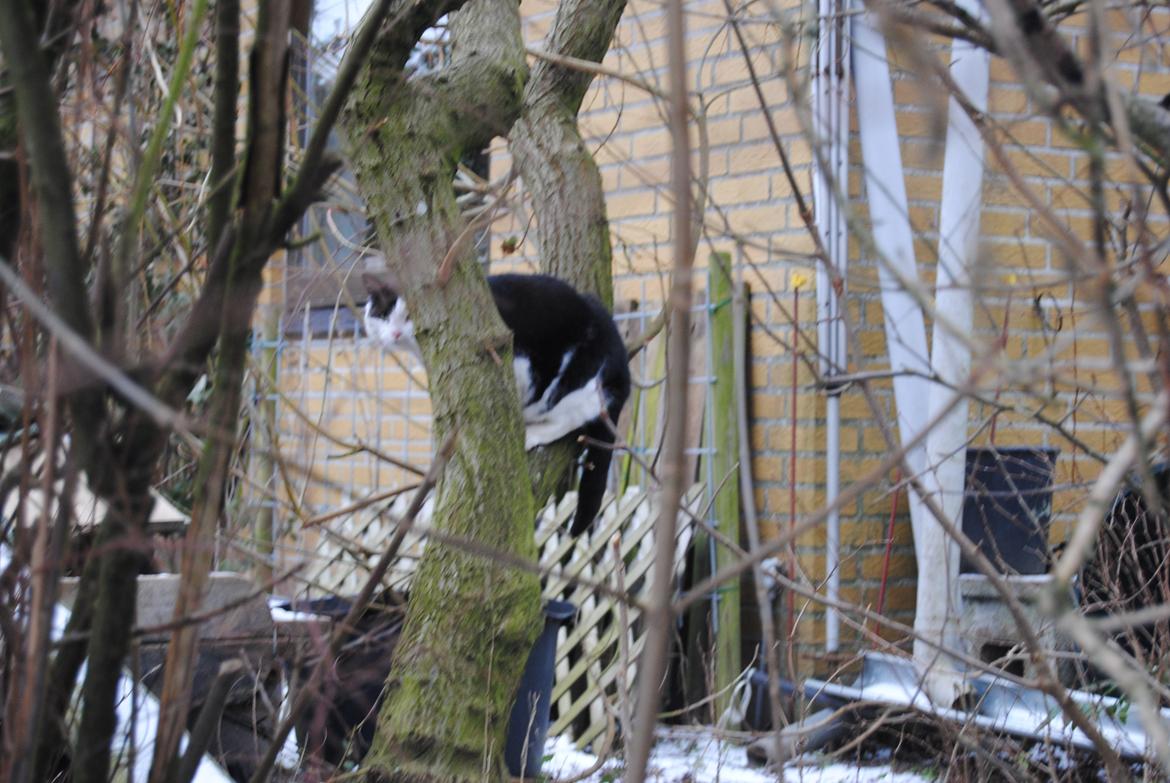 Huskat Trille billede 4