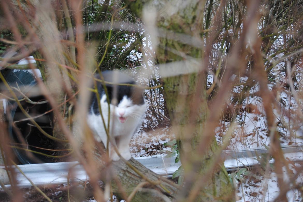 Huskat Trille billede 5