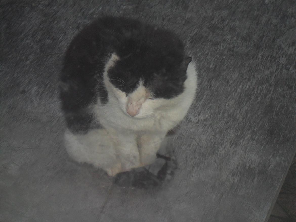 Huskat Trille billede 6