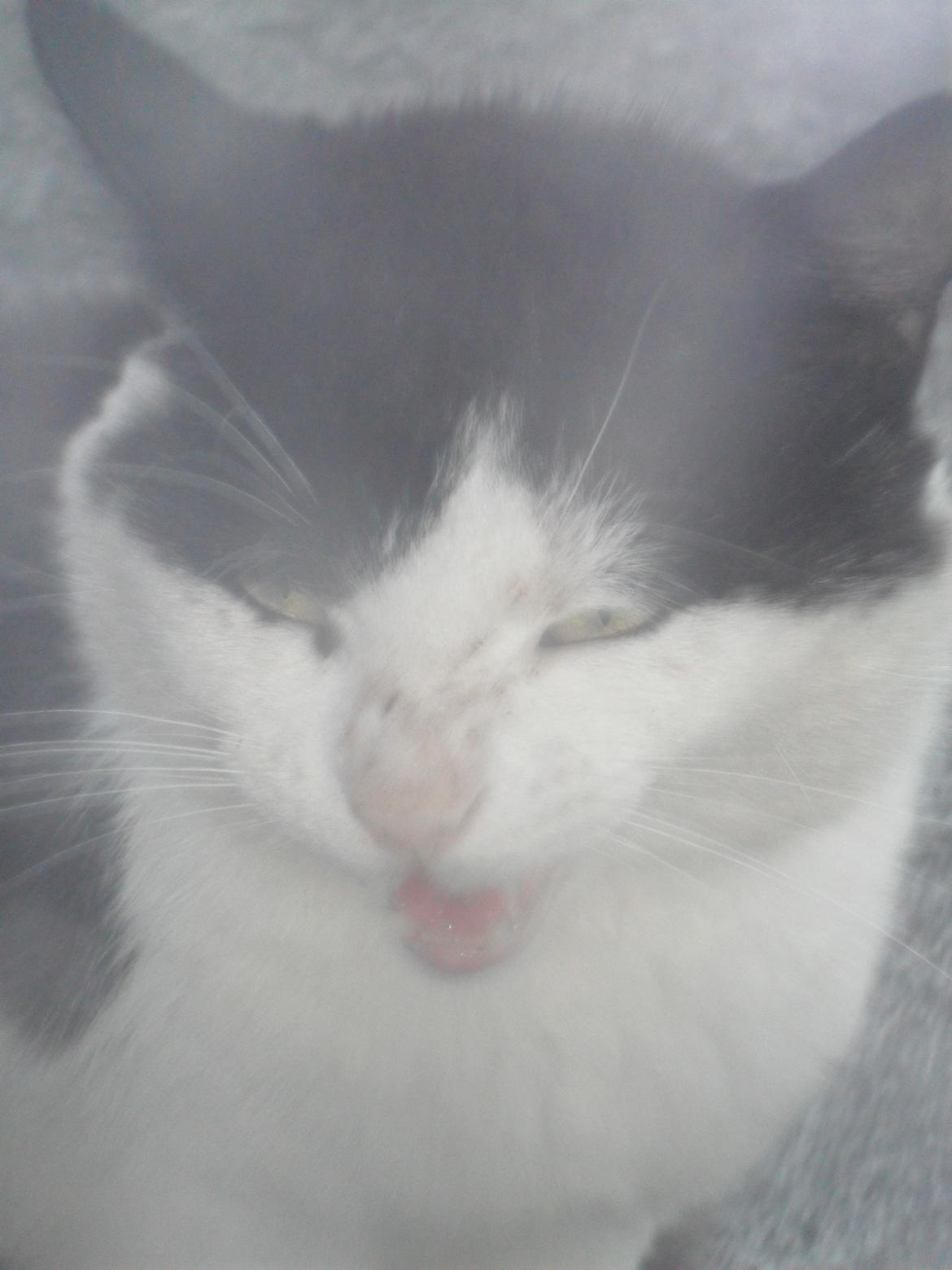 Huskat Trille billede 7