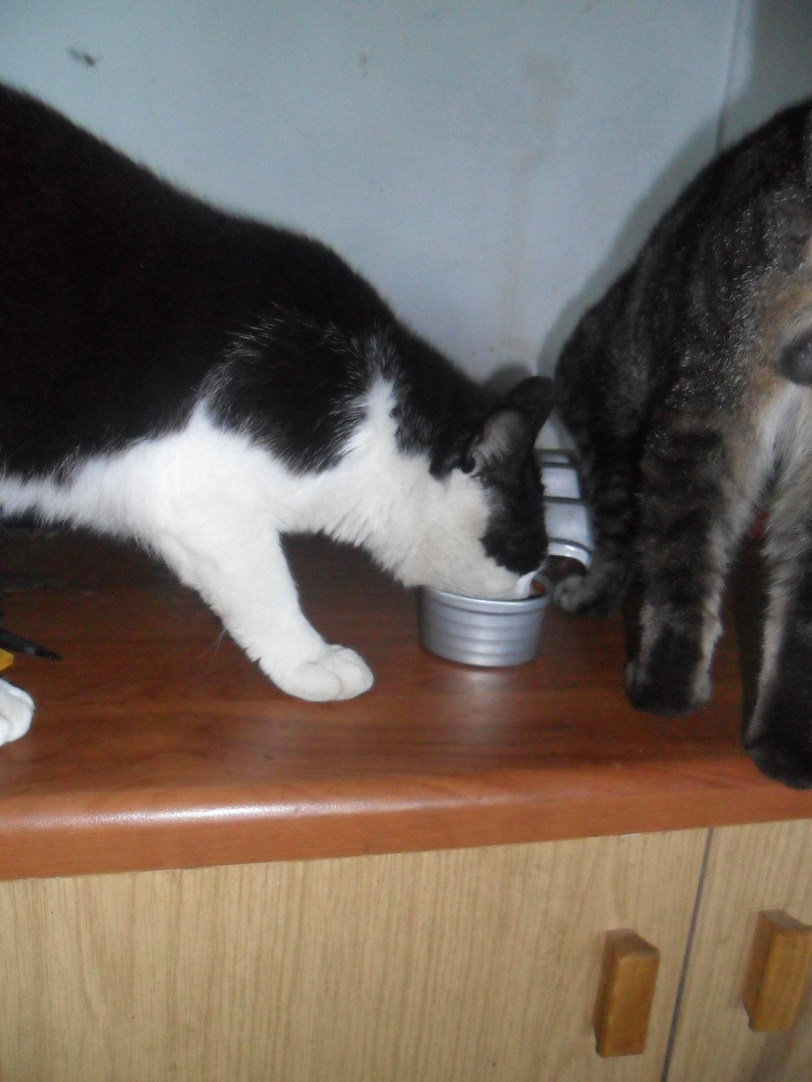 Huskat Trille billede 8