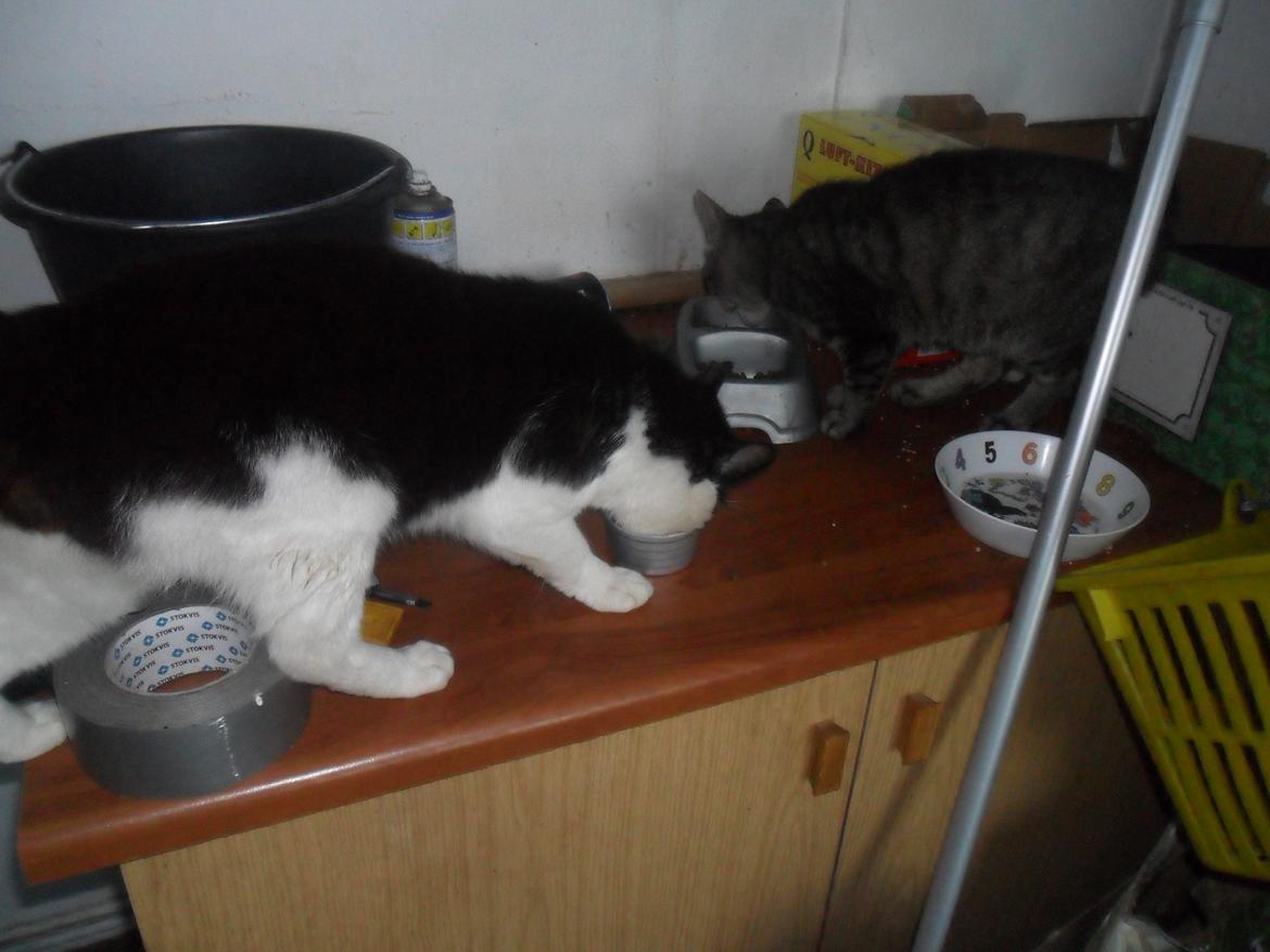 Huskat Trille billede 9