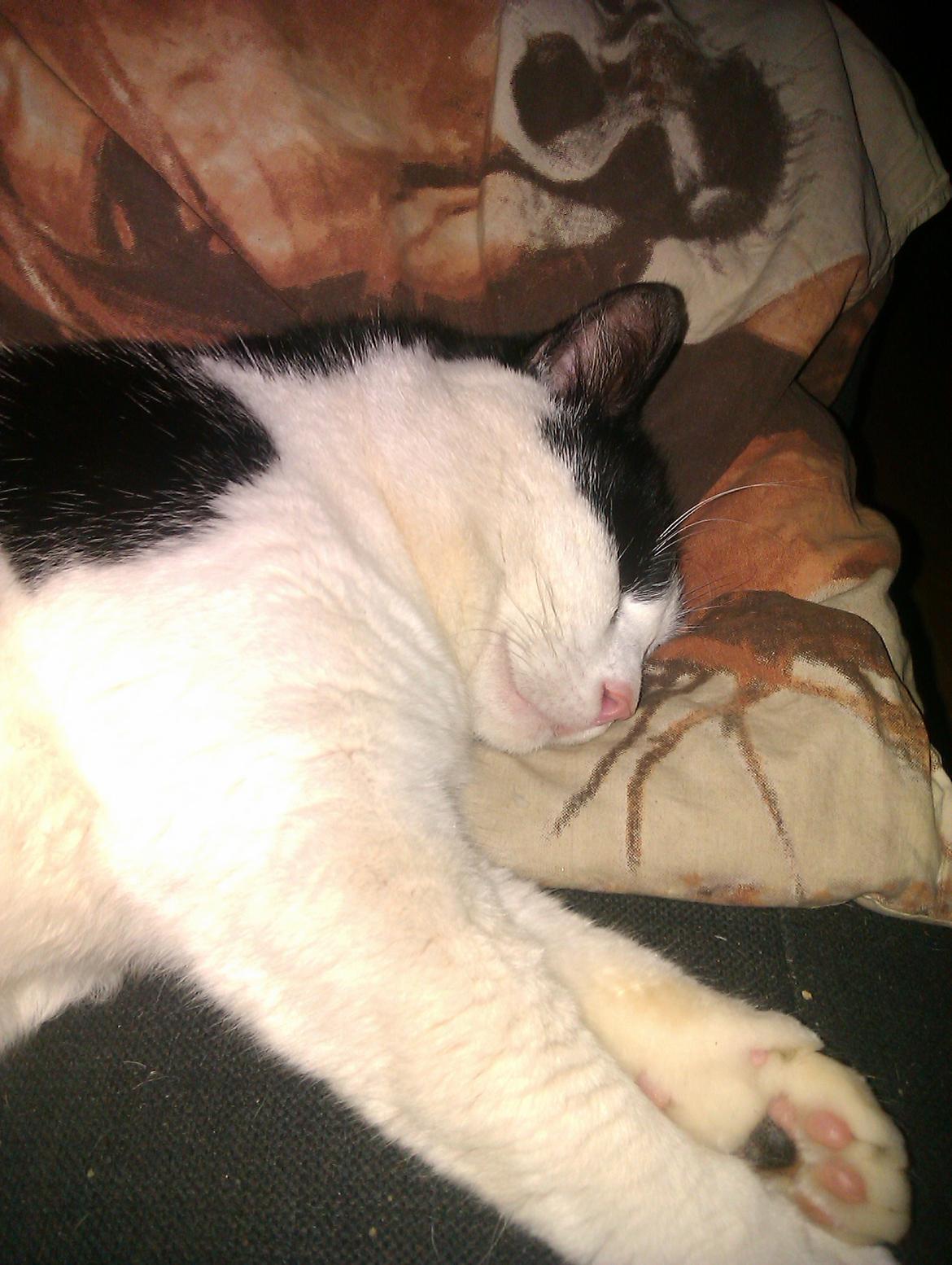 Huskat Trille billede 10