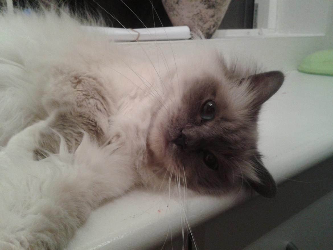 Hellig Birma Nala (Shengo Sugar Baby) billede 20