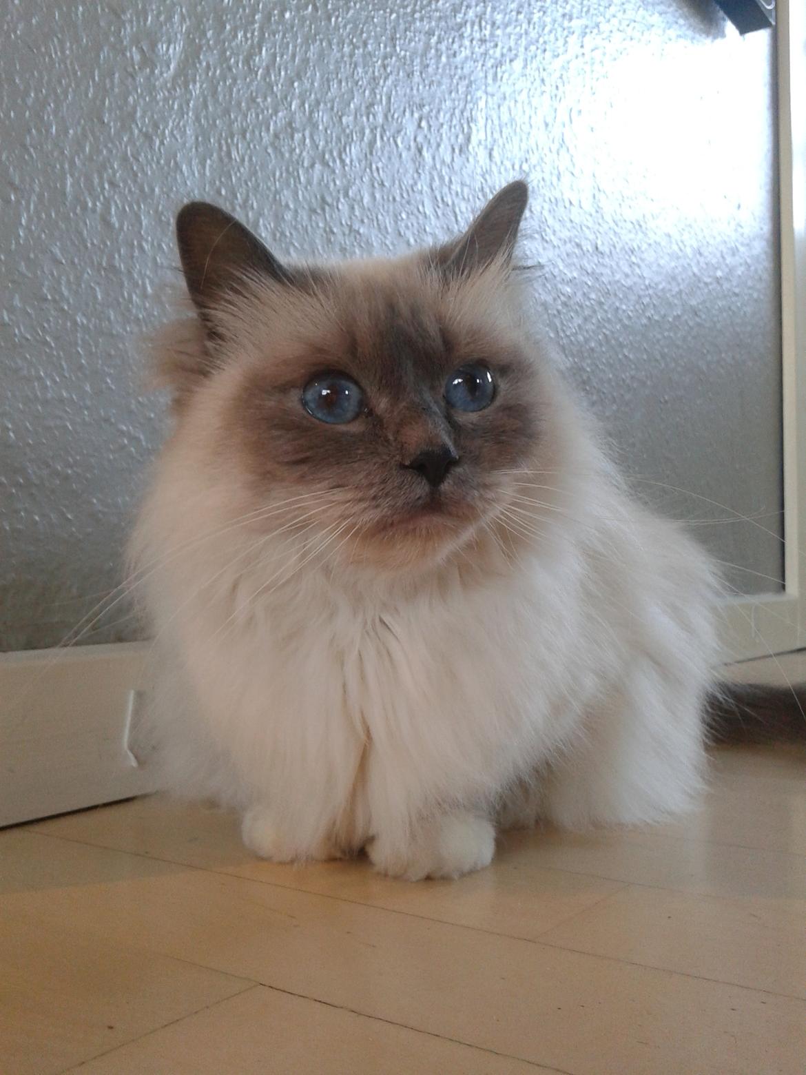 Hellig Birma Nala (Shengo Sugar Baby) billede 2