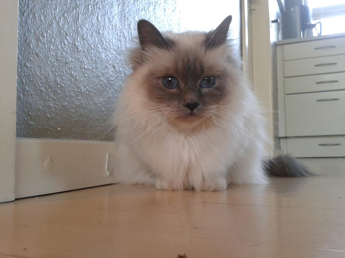 Hellig Birma Nala (Shengo Sugar Baby) billede 21