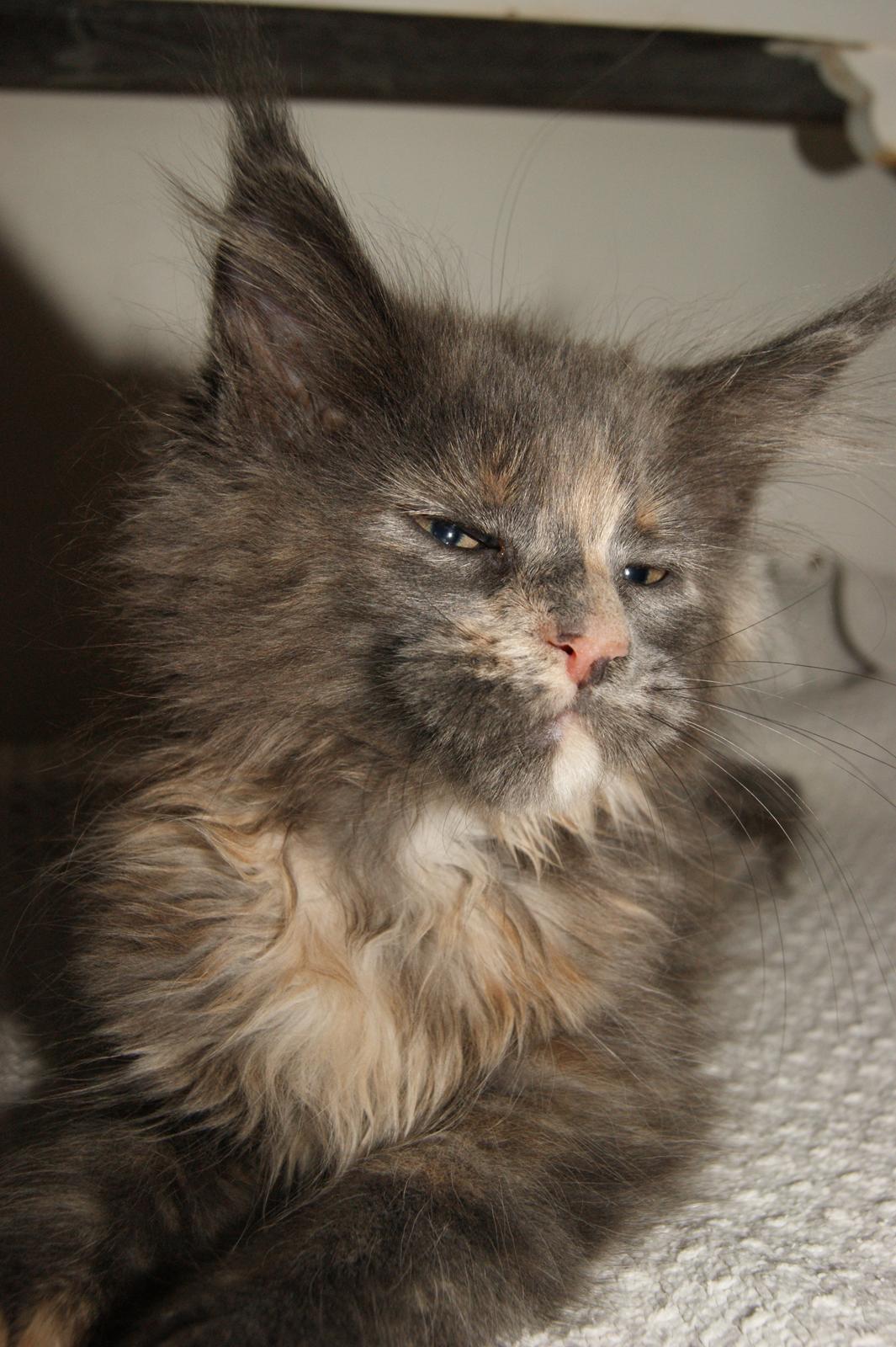Maine Coon Caemsocoons Pink Chasmere billede 8