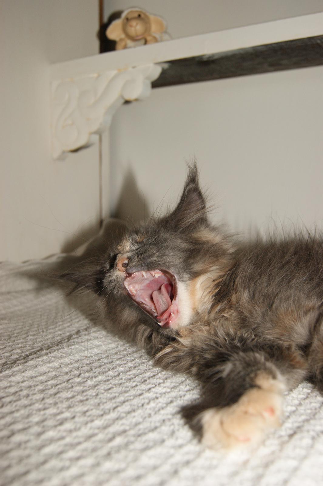 Maine Coon Caemsocoons Pink Chasmere billede 9