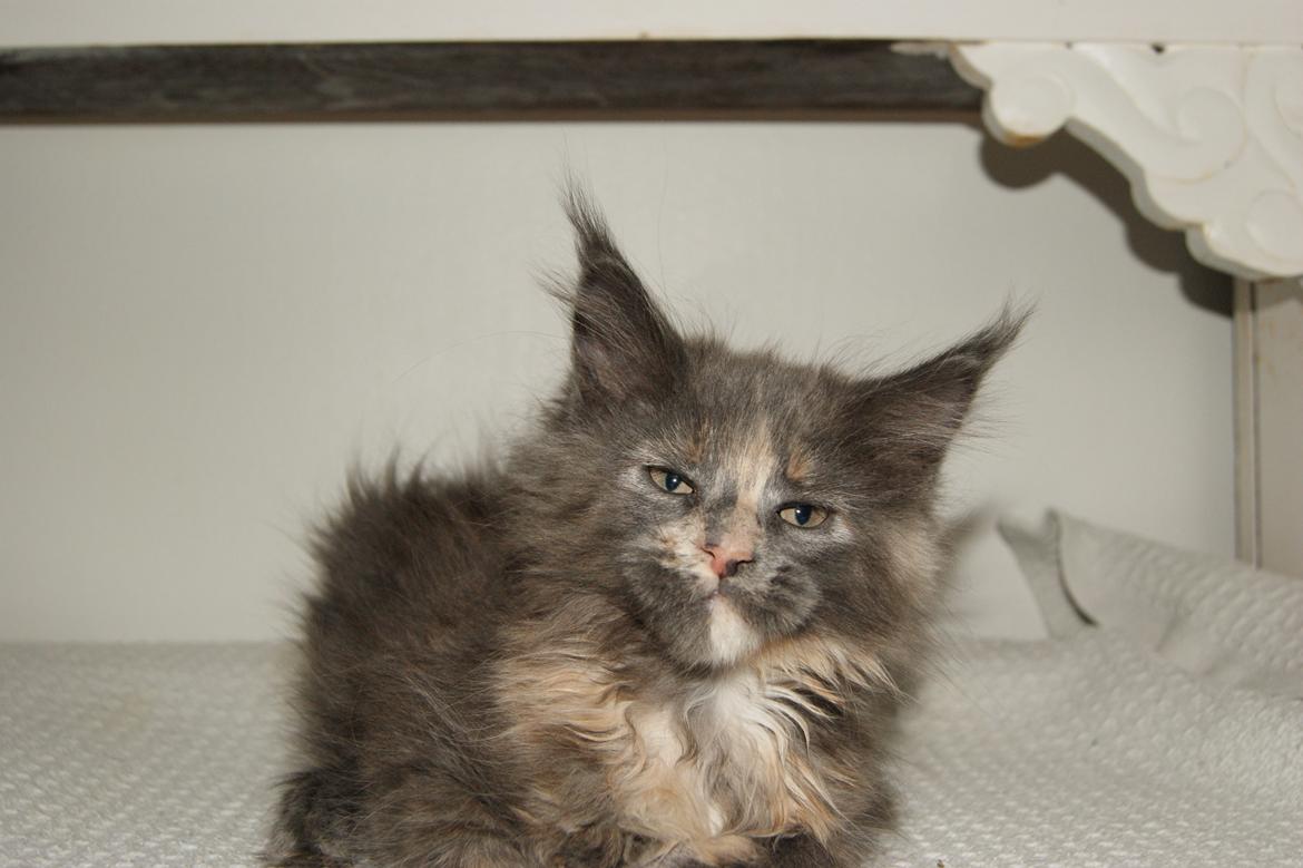 Maine Coon Caemsocoons Pink Chasmere billede 10