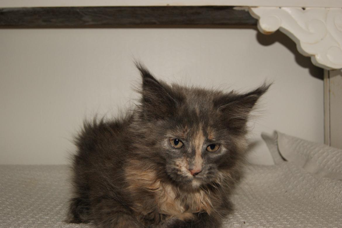 Maine Coon Caemsocoons Pink Chasmere billede 11