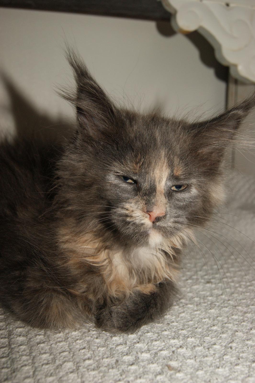 Maine Coon Caemsocoons Pink Chasmere billede 12