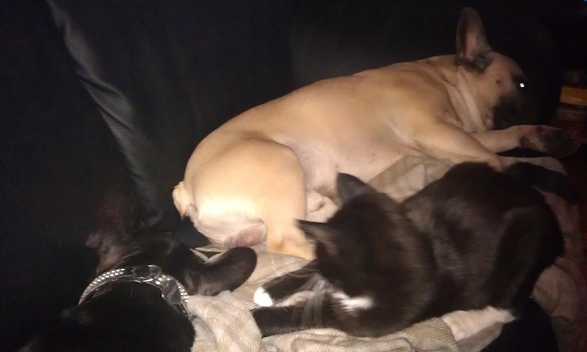 Blanding af racer figaro billede 5