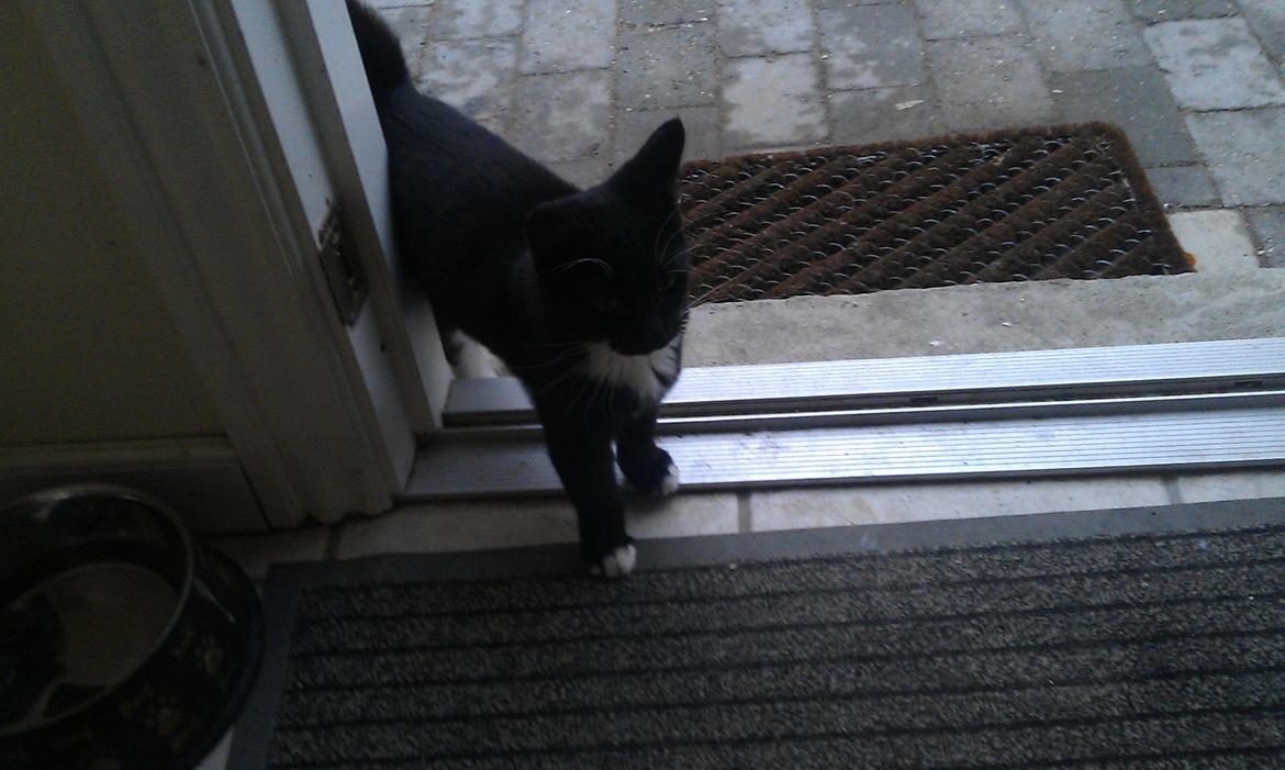 Blanding af racer figaro - hej billede 6