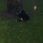 Blanding af racer figaro - Dg kylle i træet, dejlig motion! billede 8