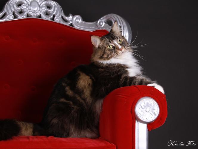 Maine Coon Gismo PP billede 1