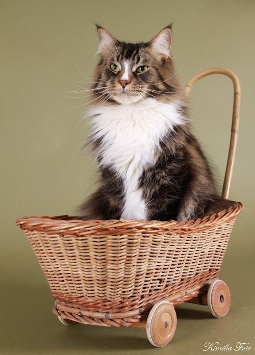 Maine Coon Gismo PP billede 6
