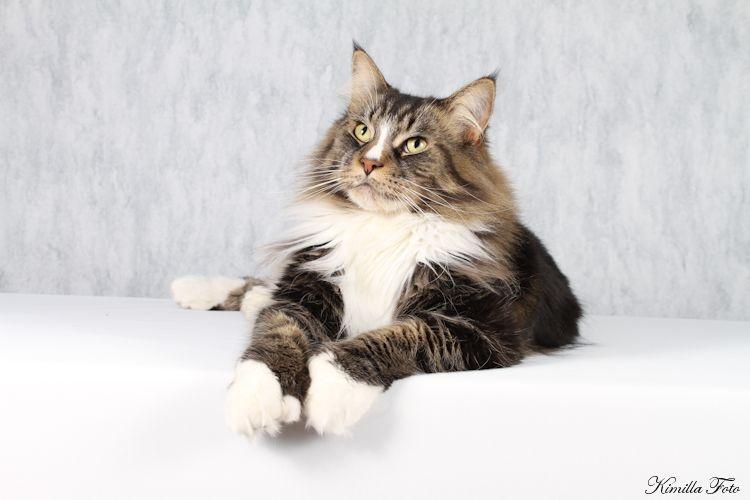 Maine Coon Gismo PP billede 3