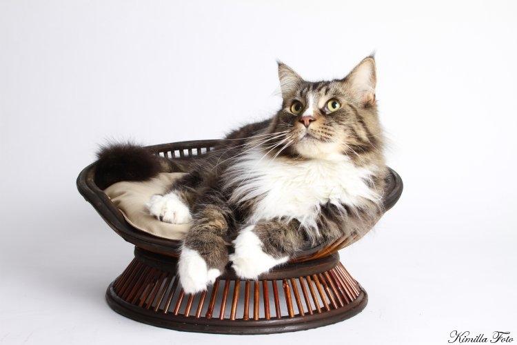 Maine Coon Gismo PP billede 2