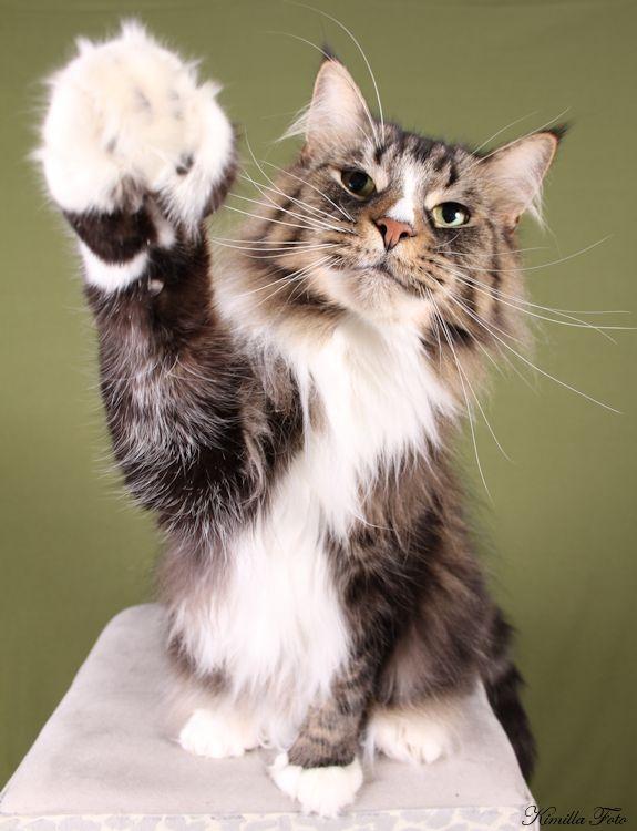 Maine Coon Gismo PP billede 7