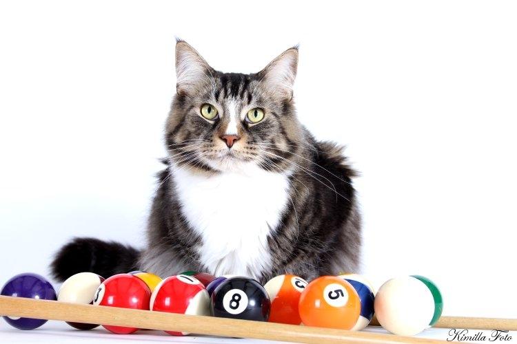 Maine Coon Gismo PP billede 5