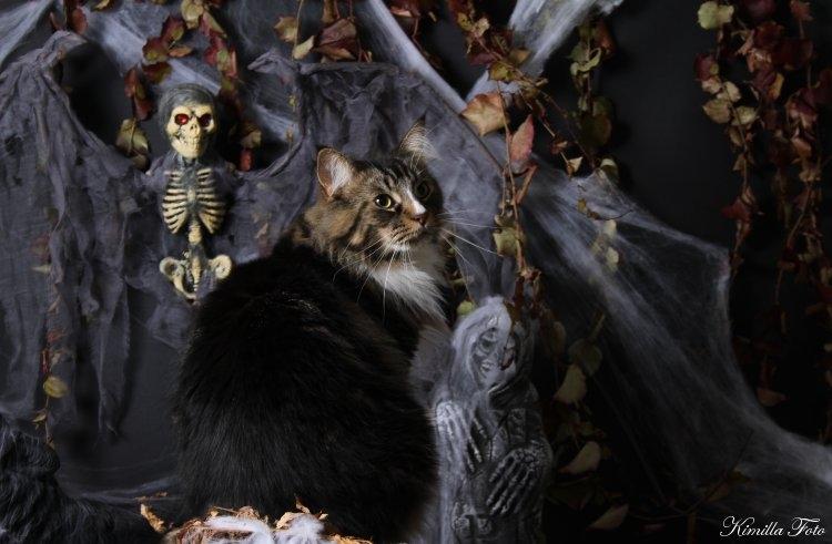 Maine Coon Gismo PP billede 4