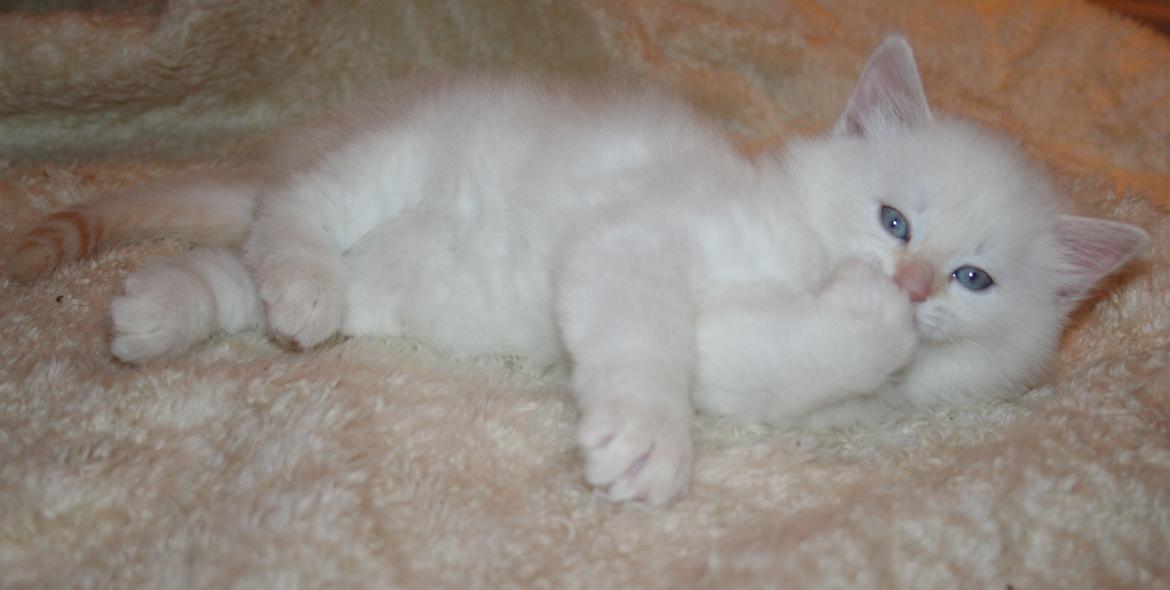 Sibirisk Kat Pina the Fabulos billede 2