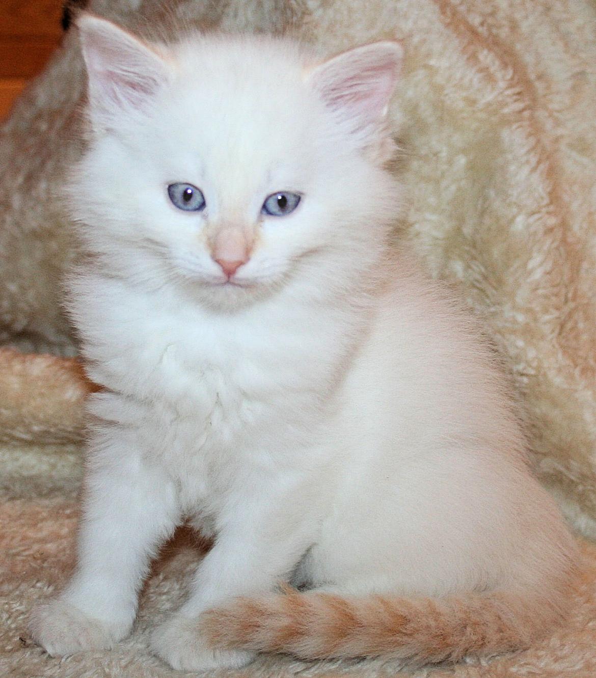 Sibirisk Kat Pina the Fabulos billede 3