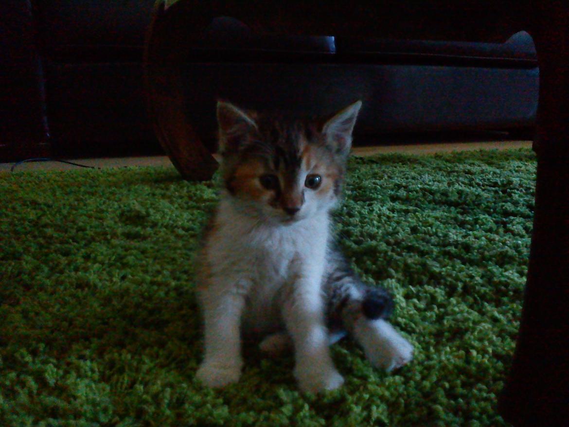 Blanding af racer Flicka billede 14