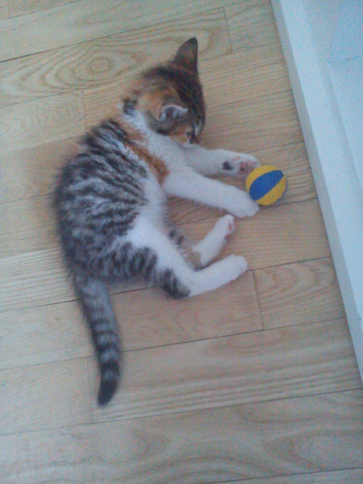 Blanding af racer Flicka billede 15