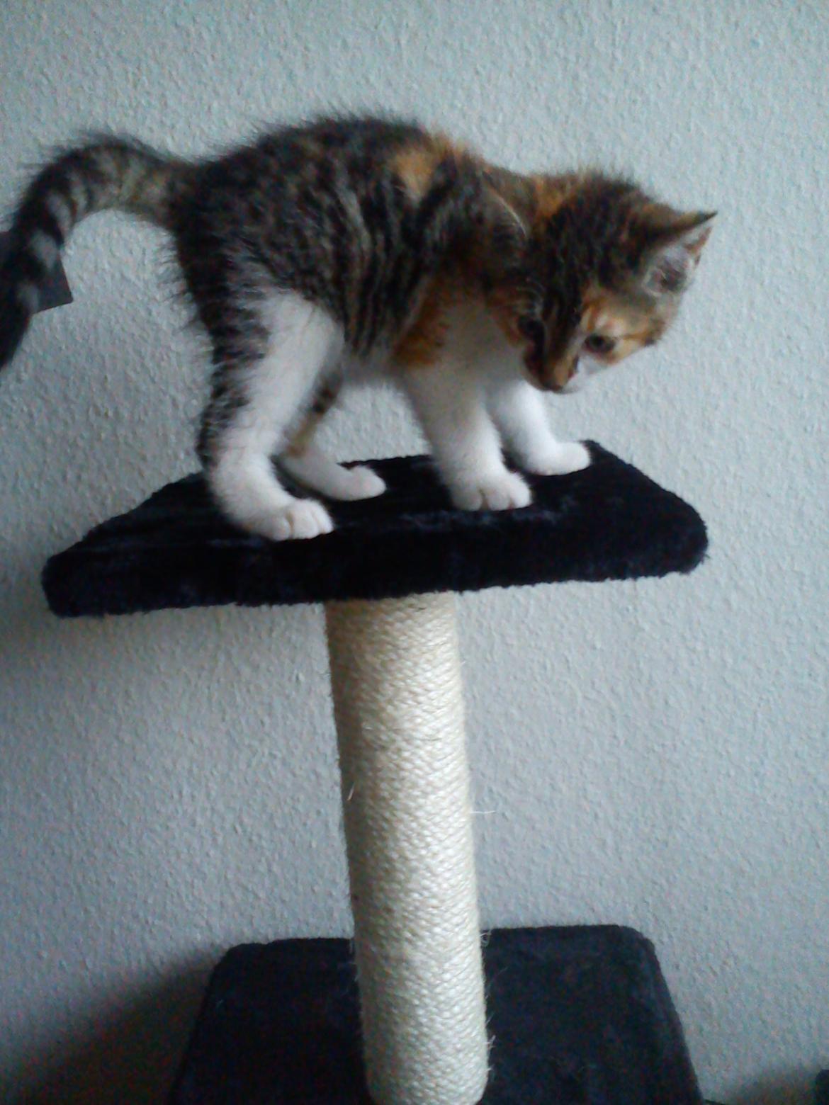 Blanding af racer Flicka billede 16