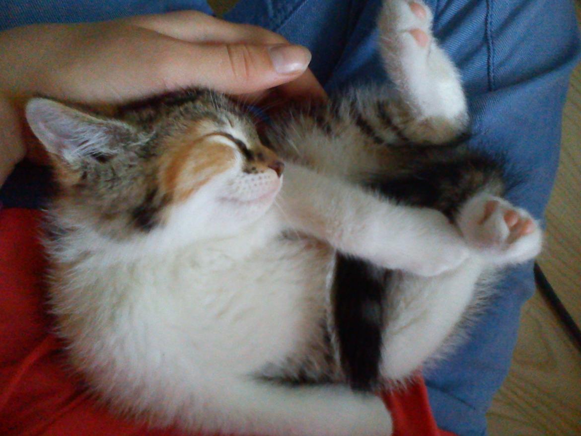 Blanding af racer Flicka billede 17