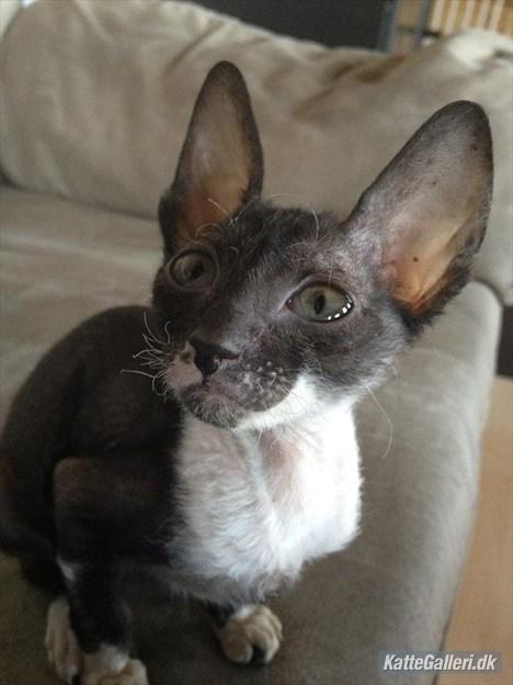 Cornish Rex Alfred billede 1