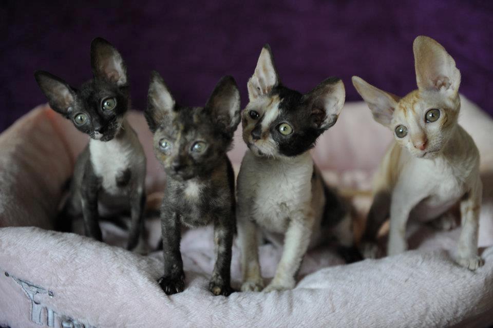 Cornish Rex Alfred billede 3