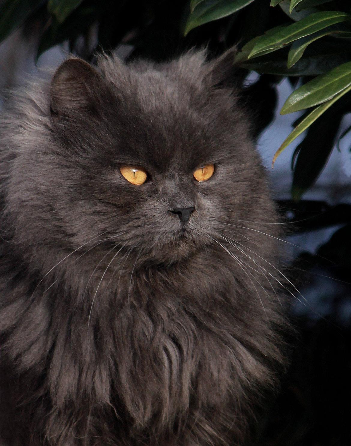 Blanding af racer Blåbær - up to date billede billede 1