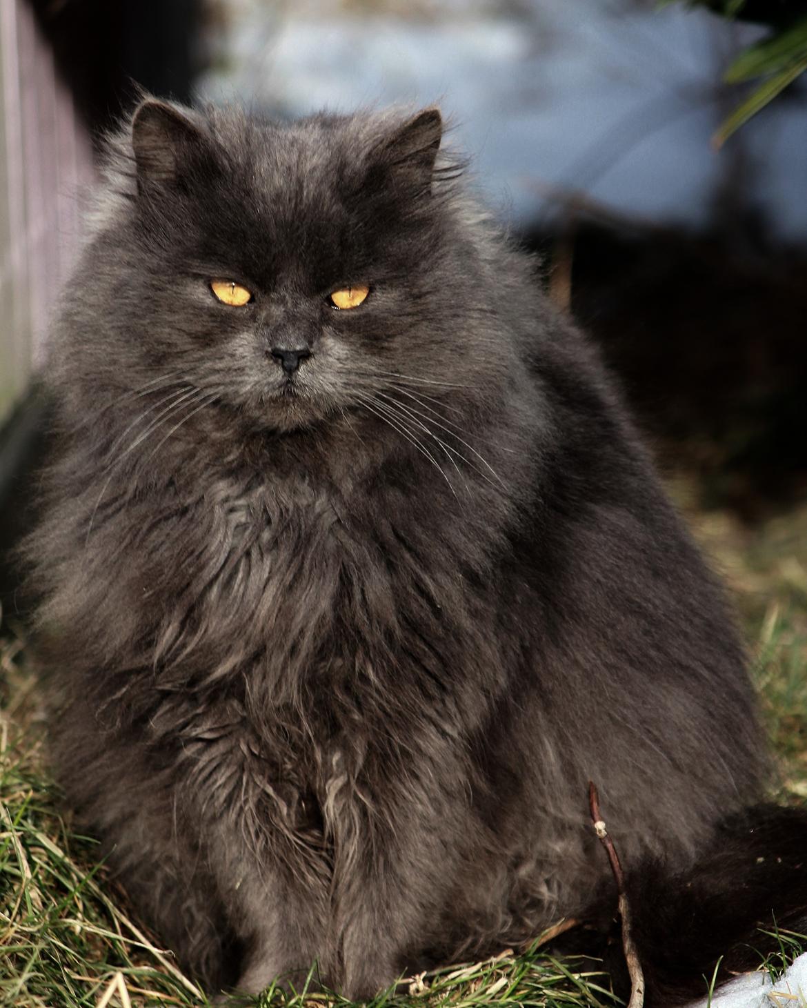 Blanding af racer Blåbær - katten med de specielle øjne billede 2